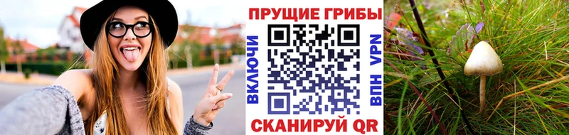 Псилоцибиновые грибы Psilocybine cubensis  Каспийск 